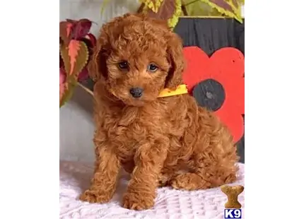 MALTIPOO PUPPY FOR SALE. TEL…9495058192 available Maltipoo puppy located in Orange ca